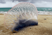 Essas foram as criaturas mais estranhas que foram encontradas na praia