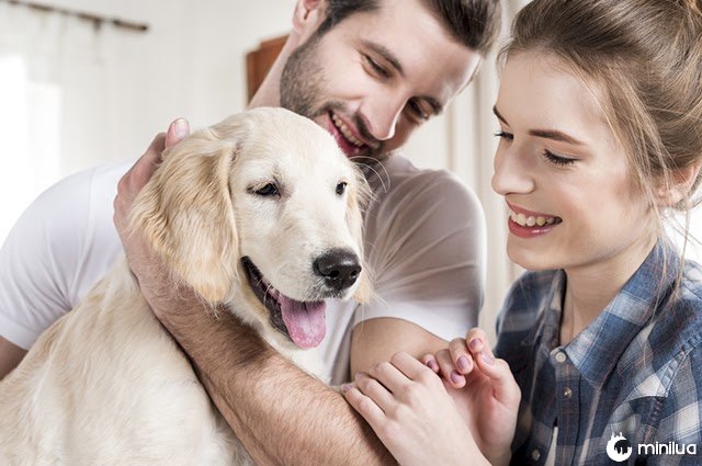 Por que cachorros parecem com os donos?