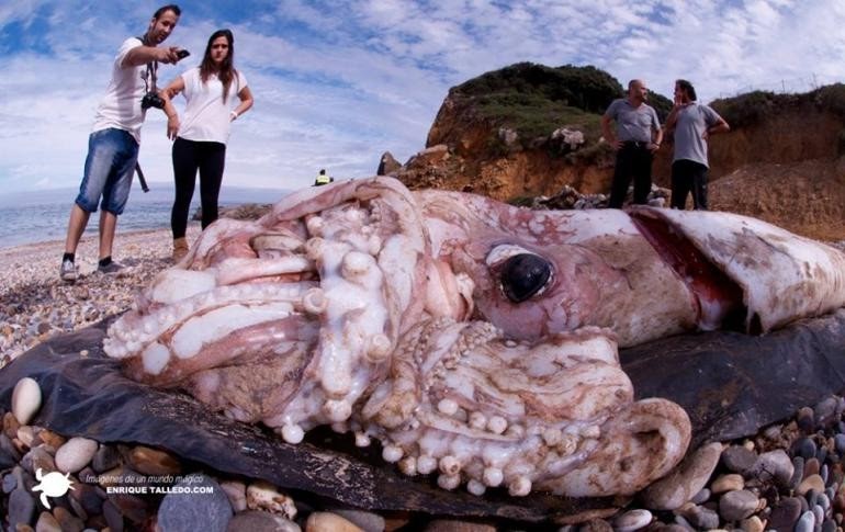 Essas foram as criaturas mais estranhas que foram encontradas na praia