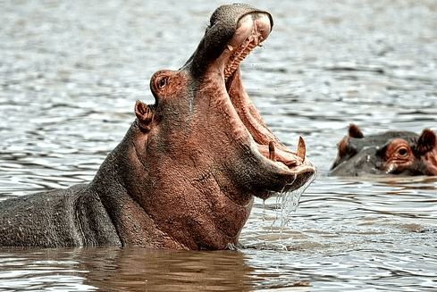 Descubra alguns fatos curiosos sobre os hipopótamos