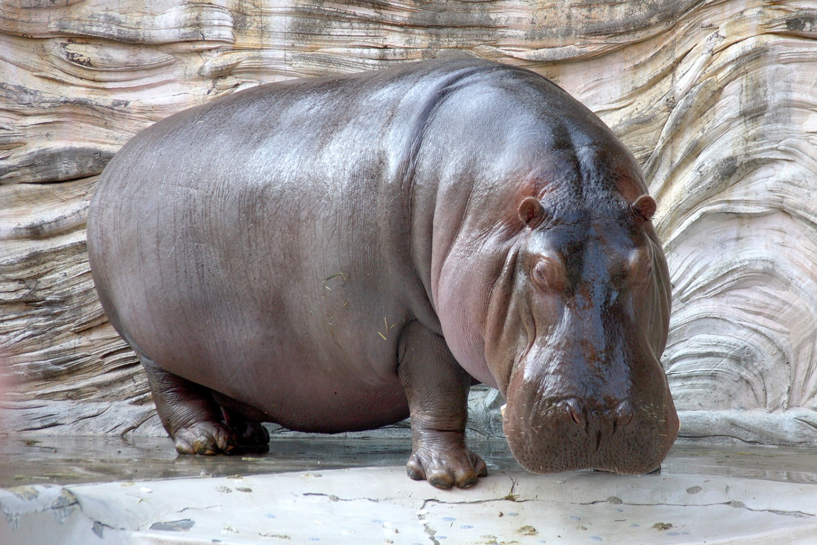 Descubra alguns fatos curiosos sobre os hipopótamos