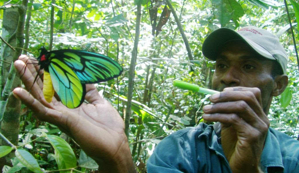 Veja 9 curiosidades sobre as borboletas