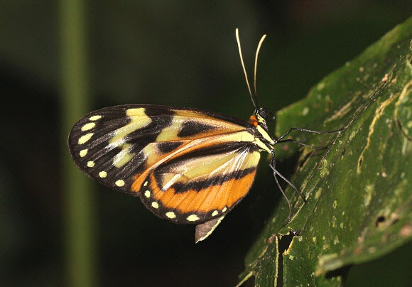 Veja 9 curiosidades sobre as borboletas