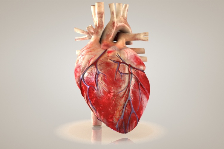 Conheça o novo tecido sintético que pode reparar corações